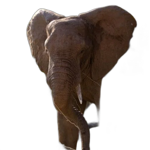 animal, creature, staff, umbrella transparent PNG cut-out