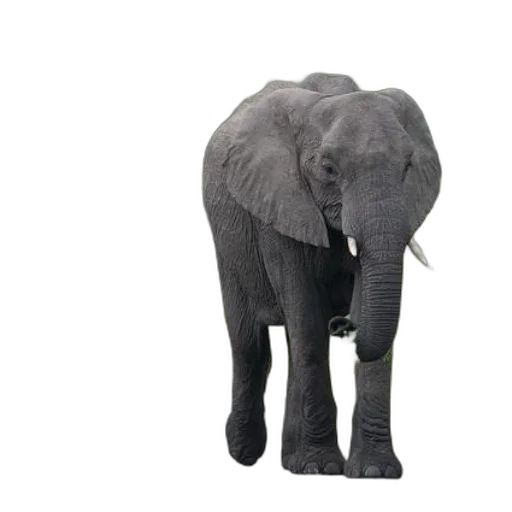 animal, creature, staff, weapon transparent PNG cut-out