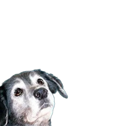 animal, staff, creature, face transparent PNG cut-out