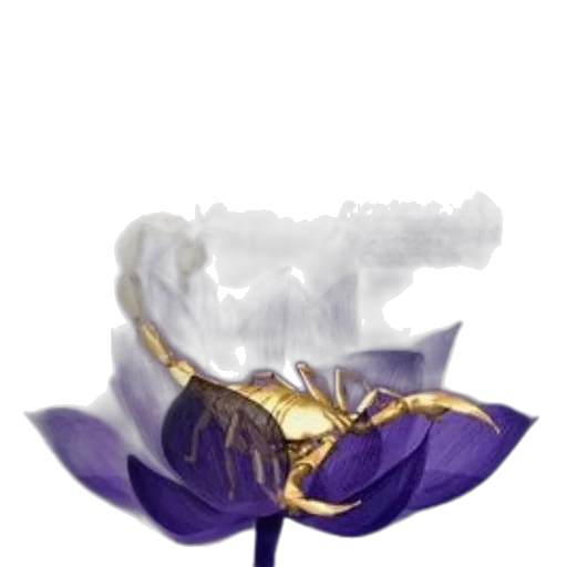 crown, flower, jewelry, hat transparent PNG cut-out