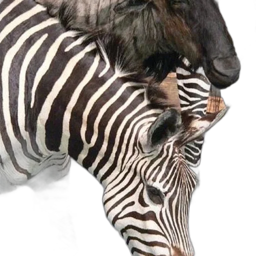 animal, creature, hat, jewelry transparent PNG cut-out