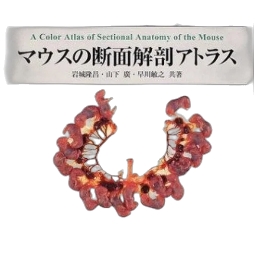 jewelry, crown, food, image transparent PNG cut-out
