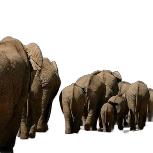 animal, 3d render, photorealistic, concept art transparent PNG cut-out