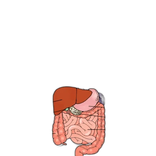 jacket, food, hat, face transparent PNG cut-out