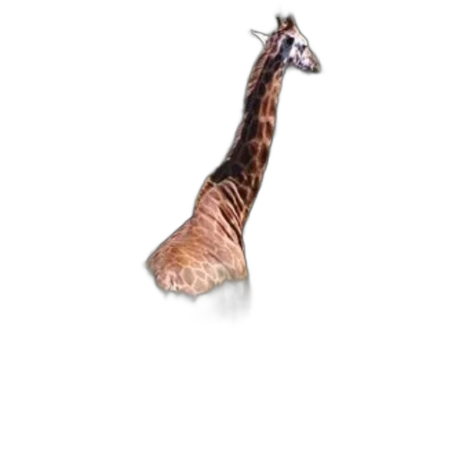 animal, creature, staff, shoes transparent PNG cut-out