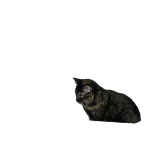 animal, creature, staff, hat transparent PNG cut-out