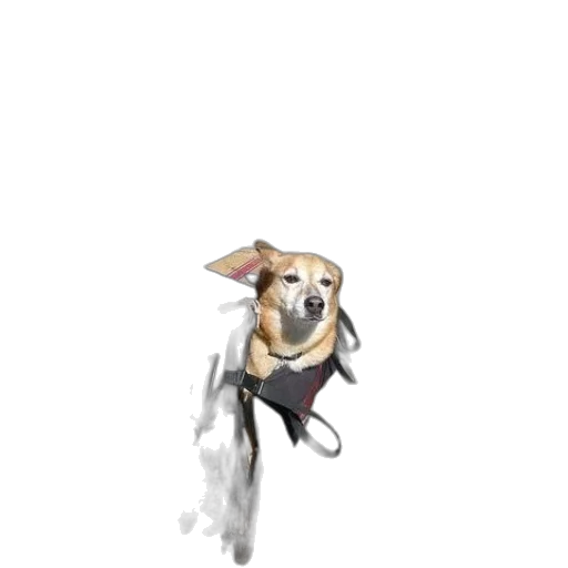animal, creature, staff, umbrella transparent PNG cut-out