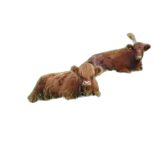 animal, staff, hair, creature transparent PNG cut-out