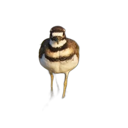 animal, creature, hair, hat transparent PNG cut-out