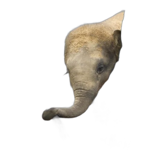 animal, creature, staff, face transparent PNG cut-out