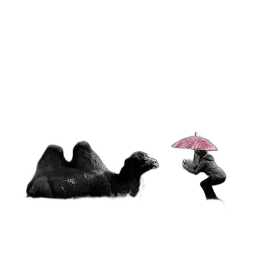 umbrella, animal, hat, creature transparent PNG cut-out