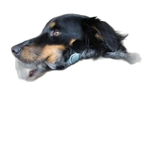 animal, creature, staff, face transparent PNG cut-out