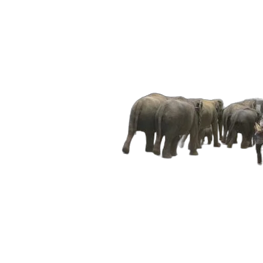 animal, creature, staff, weapon transparent PNG cut-out