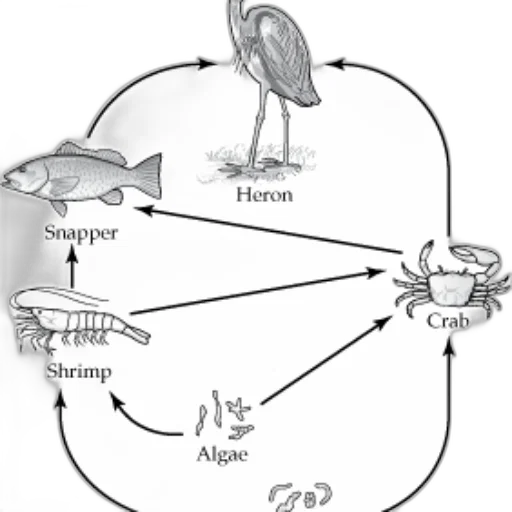 jewelry, food, animal, furniture transparent PNG cut-out
