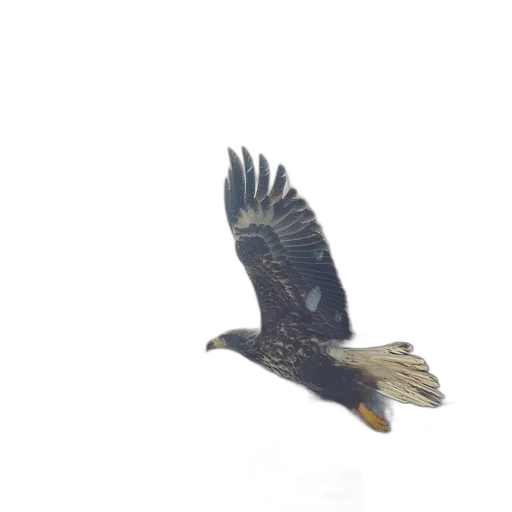 animal, creature, staff, jacket transparent PNG cut-out