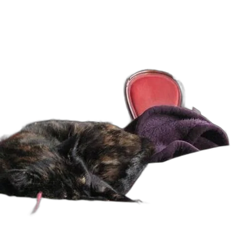 hat, shoes, furniture, crown transparent PNG cut-out