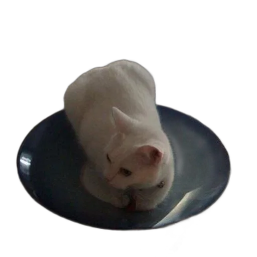 animal, food, hat, creature transparent PNG cut-out