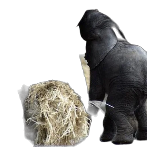 animal, 3d render, baby, elephant transparent PNG cut-out