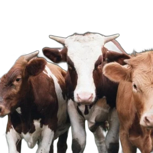 animal, food, photorealistic, three transparent PNG cut-out