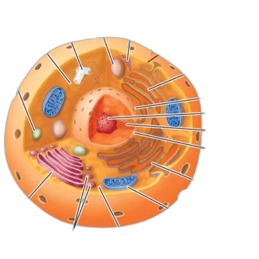 food, diagram, animal, cell transparent PNG cut-out
