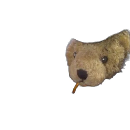 animal, creature, face, hat transparent PNG cut-out
