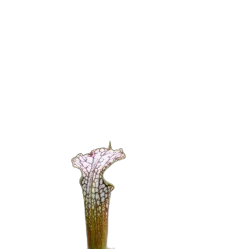 flower, staff, crown, hair transparent PNG cut-out