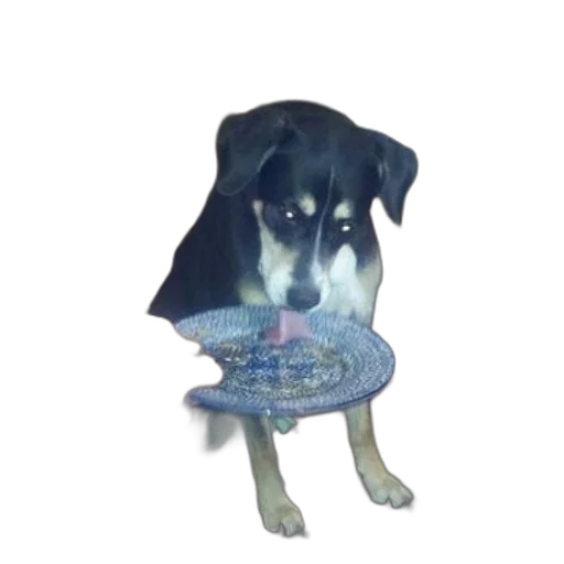 umbrella, hat, staff, animal transparent PNG cut-out