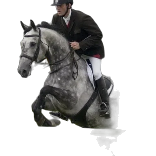 animal, staff, photorealistic, rider transparent PNG cut-out