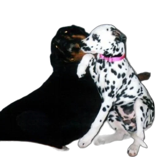 animal, photorealistic, oil painting, snow transparent PNG cut-out