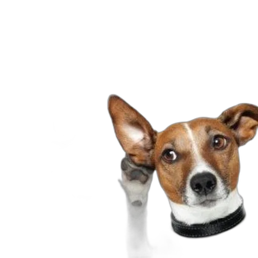 animal, staff, hat, face transparent PNG cut-out