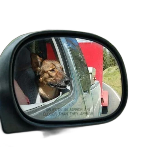car, face, animal, creature transparent PNG cut-out
