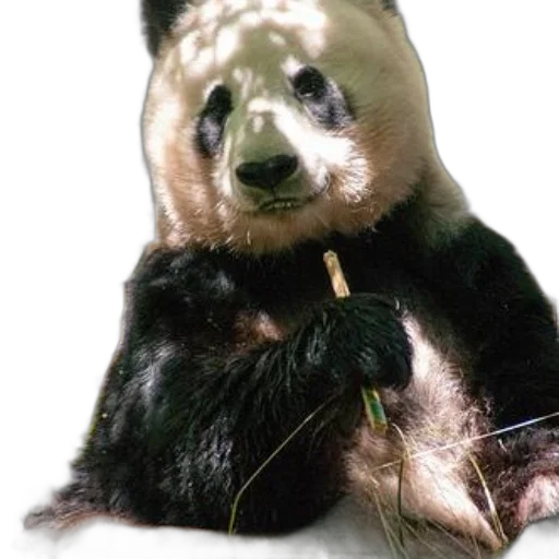 animal, staff, jewelry, creature transparent PNG cut-out
