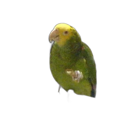 animal, creature, staff, jewelry transparent PNG cut-out