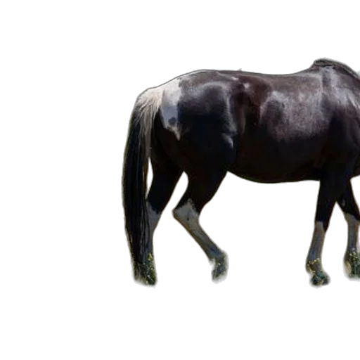 animal, creature, hair, crown transparent PNG cut-out
