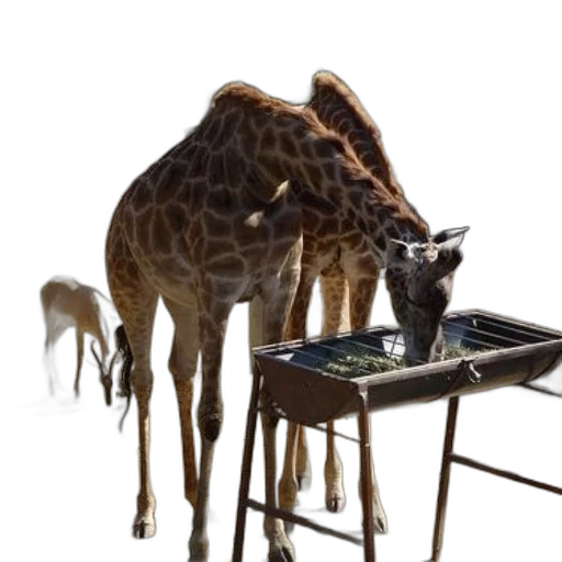 animal, creature, staff, furniture transparent PNG cut-out