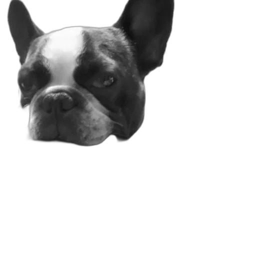 animal, face, staff, creature transparent PNG cut-out