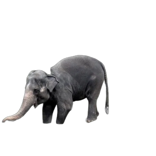 animal, creature, hat, staff transparent PNG cut-out