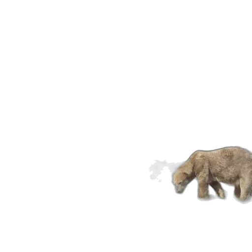 animal, creature, weapon, food transparent PNG cut-out