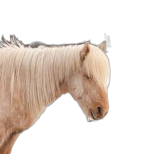 hair, animal, crown, creature transparent PNG cut-out