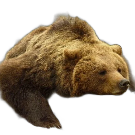 animal, creature, staff, face transparent PNG cut-out