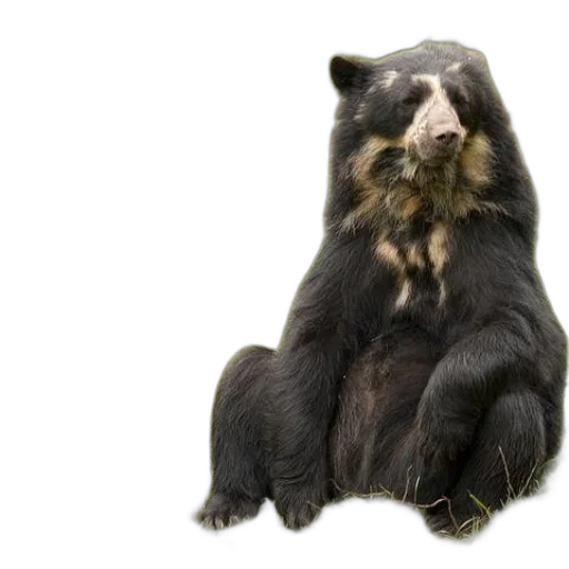 animal, creature, photorealistic, black transparent PNG cut-out