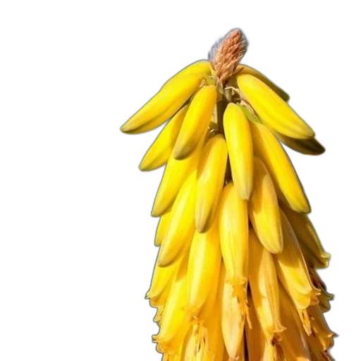 crown, flower, staff, hair transparent PNG cut-out