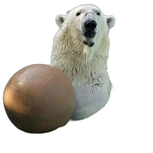 animal, creature, food, staff transparent PNG cut-out