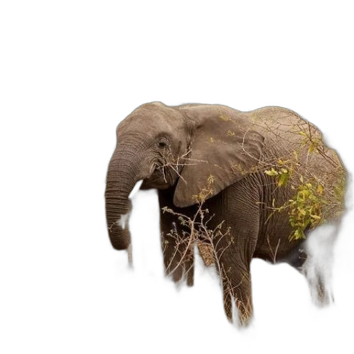 animal, creature, tree, hair transparent PNG cut-out