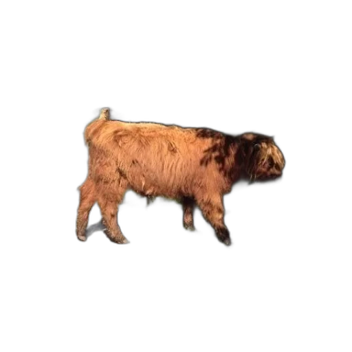 animal, creature, hair, food transparent PNG cut-out