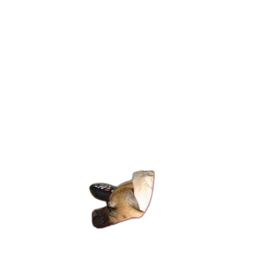 shoes, food, animal, hat transparent PNG cut-out