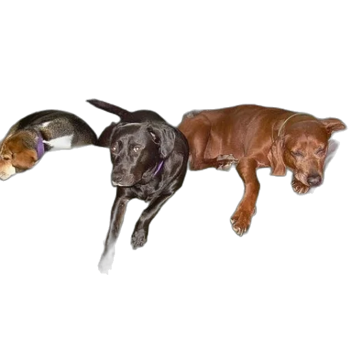 animal, staff, furniture, photorealistic transparent PNG cut-out