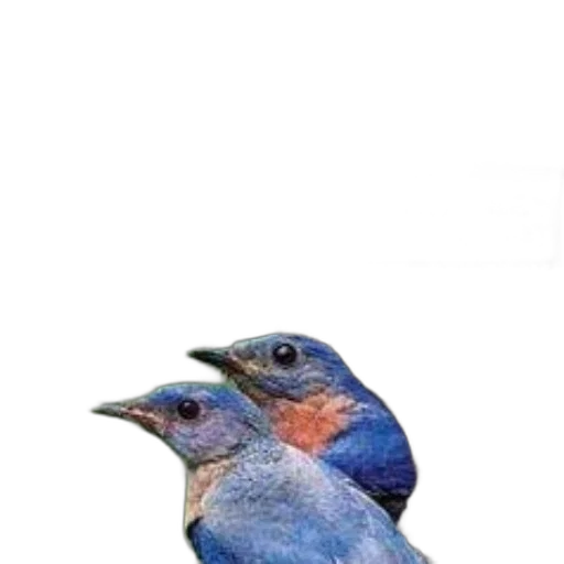 animal, staff, hat, creature transparent PNG cut-out