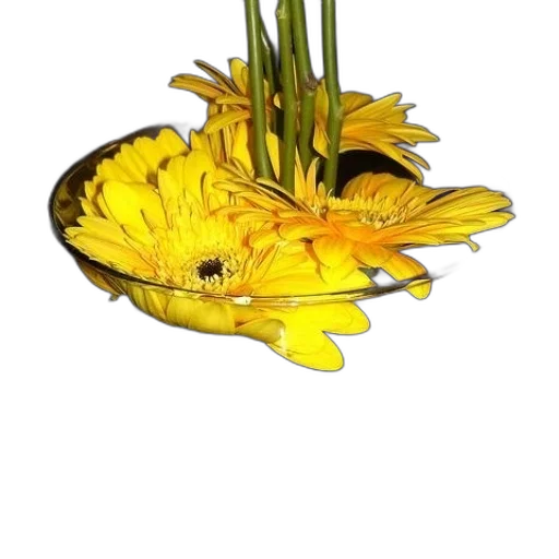 flower, crown, jewelry, hat transparent PNG cut-out
