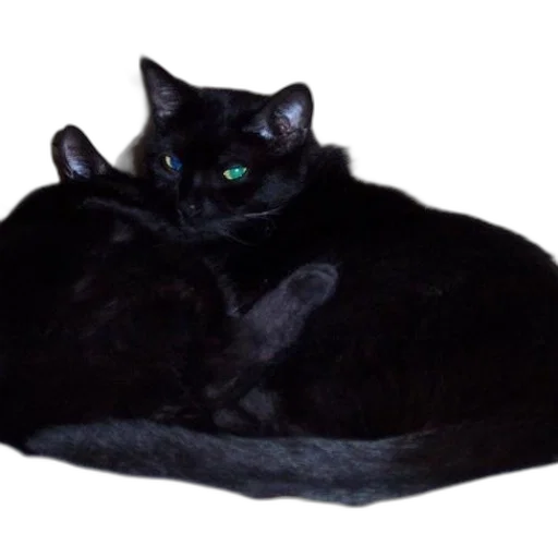 crown, animal, hat, creature transparent PNG cut-out